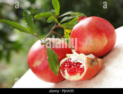 Offener Granatapfel im Garten Stockfoto