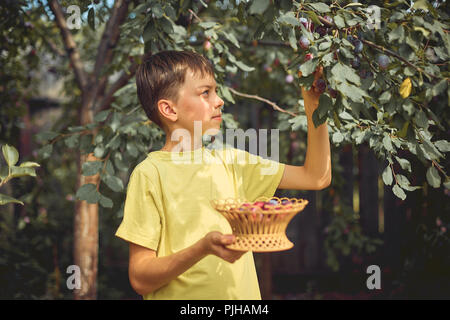 Der junge sammelt reife Pflaumen vom Baum im Garten in einem hölzernen Korb. Stockfoto