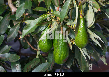 Avocado Baum, avocados am Baum reifen, diese Pflanze im tropischen gewachsen Stockfoto