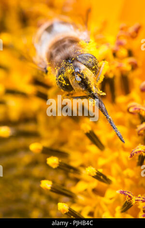 Nahaufnahme eines kleine Biene in orange Sonnenblumen Pollen bedeckt Stockfoto