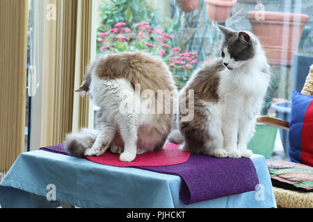 Zwei süße Katzen zu Hause, in der Nähe zu sehen. Stockfoto