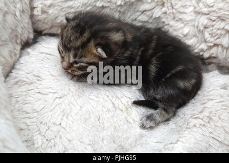 7 Tage alt Tabby Kitten mit Augen Anfang zu öffnen, mit Fleece gefütterte Bed Stockfoto