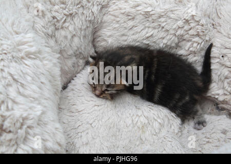 7 Tage alt Tabby Kitten mit Augen Anfang zu öffnen, mit Fleece gefütterte Bed Stockfoto