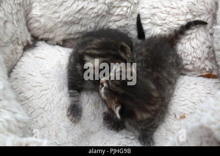 7 Tage alt Tabby Kätzchen in Fleece gefütterte Bed Stockfoto