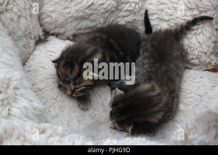 7 Tage alt Tabby Kätzchen in Fleece gefütterte Bett schlafen Stockfoto