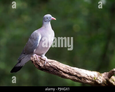 Ringeltaube, Columba Palumbus, einzelne junge Vogel auf Zweig, Ungarn, September 2018 Stockfoto