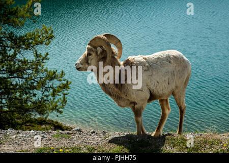 Bighorn Schafe in der Nähe von einem See Stockfoto