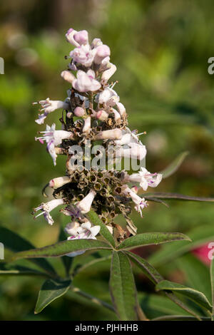 Blumen von Vitex agnus-Castus 'Pastell Pink' Stockfoto