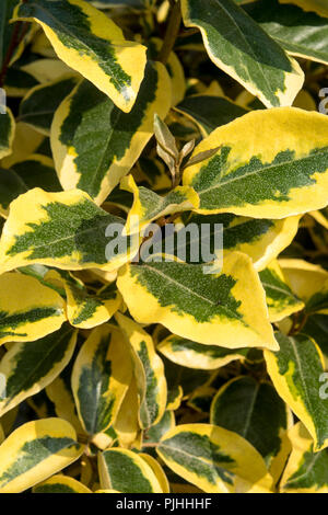 Die bunten Blätter der Elaeagnus '"vergoldeten Kante' Stockfoto