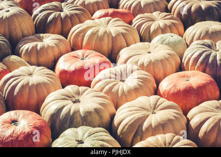 Viel Kürbis. Muster fallen. Farmers Market. Stockfoto