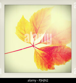 Herbst Herbst Hintergrund. Eine bunte Rote und orange Herbst verlassen, mit der Sun Ray - wie ein Instant vintage Amateur Foto mit weißen Rahmen gemacht Stockfoto