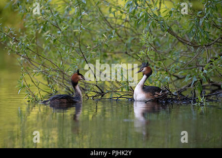 Great Crested Grebes-Podiceps cristatus Anzeige Umwerbung. Großbritannien Stockfoto