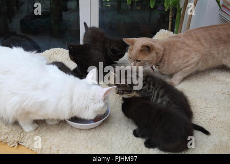 Mutter (Türkisch Angora) und Vater (Ingwer Tom) Katzen mit sieben Wochen alten Kätzchen essen zusammen Stockfoto