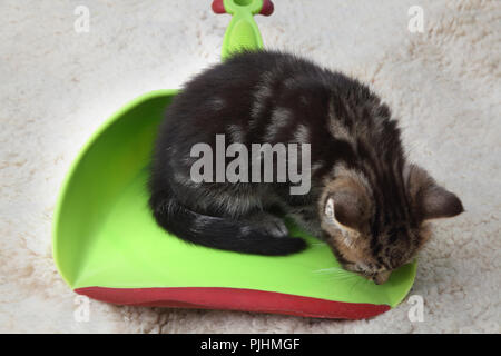 Sieben Wochen alten Tabby Kätzchen schlafend auf eine Schaufel Stockfoto