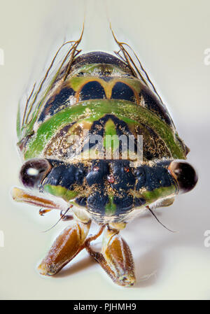 Nahaufnahme Makro Foto einer Zikade mit Focus Stacking Stockfoto