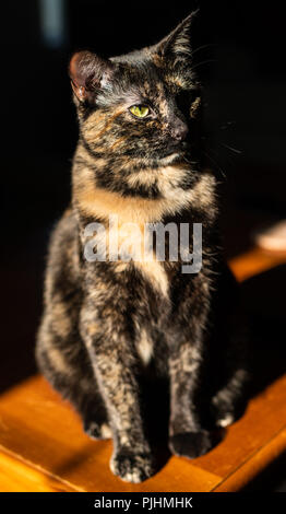 Porträt einer schildpatt Katze sitzt in einem Sonnenstrahl Stockfoto