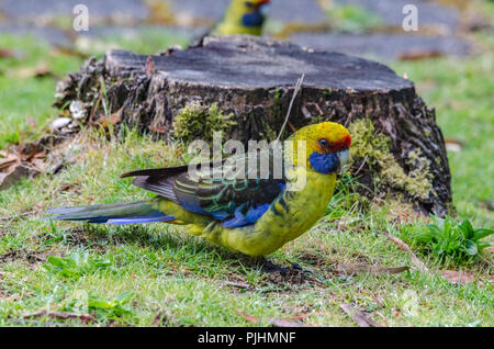 Green Rosella, Tasmanien Stockfoto