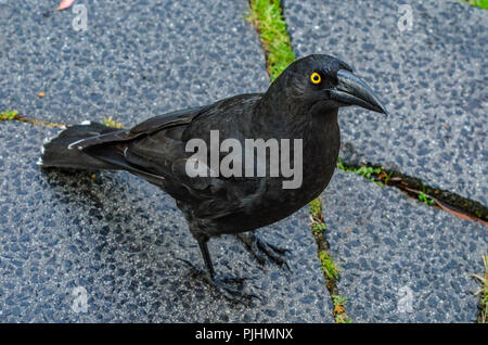 Schwarz currawong, Tasmanien, Australien Stockfoto