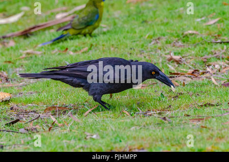 Schwarz currawong, Tasmanien, Australien Stockfoto