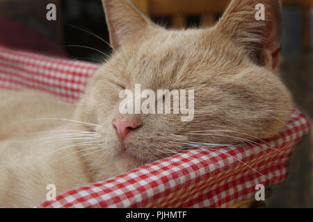 Ingwer Tom Cat im Korb Schlafen Stockfoto
