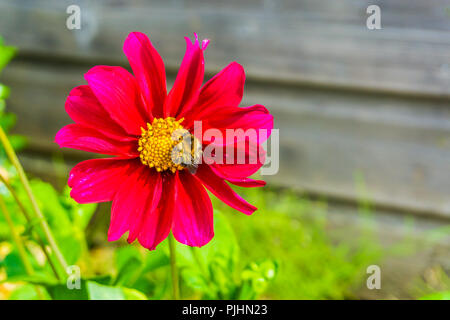 Biene bestäubt Big pink rot Kosmos Blume Makro Nahaufnahme Stockfoto