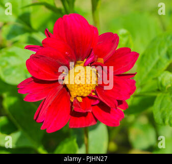 Große Rote und Rosa Kosmos Blume Makro Nahaufnahme Stockfoto