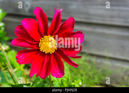 Große rote und rosa blühenden Kosmos Blume Makro Nahaufnahme Stockfoto