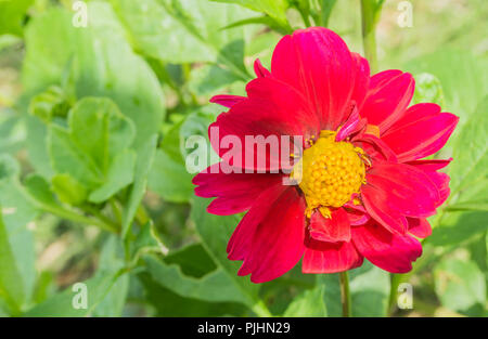 Rosa und Rot große blühende Kosmos Blume Makro Nahaufnahme Stockfoto