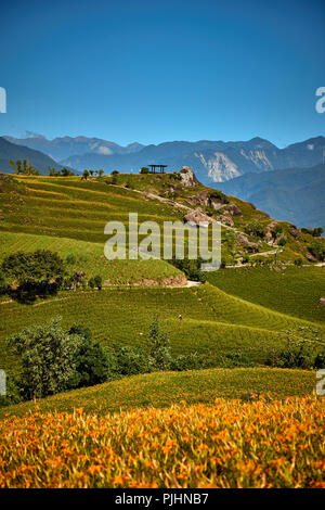 Terrassierten Feldern in der Taiwan Berge mit orange Lilie Feld im Vordergrund. Stockfoto