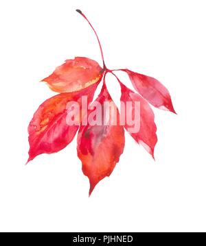 Herbst Blatt aus Akazienholz. Die Farben des Herbstes werden in Blätter. Aquarell natürlichen Hintergrund. Stockfoto