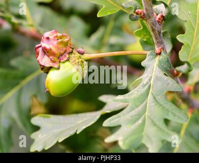 Knopper Gall auf Eichel Stockfoto