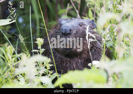 Biber Tierkopf close-up Profil Ansicht anzeigen Kopf, Ohren, Augen, Nase, Zähne, mit einem Bokeh Hintergrund in seiner Umwelt und Umgebung. Stockfoto