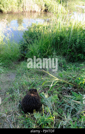 Biber und seine Umgebung. Stockfoto