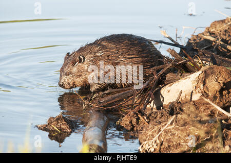 . Biber Tier Staudamm bauen in einem Fluss mitten im Wald, während sein Körper, Kopf, Ohren, Augen, Nase, Paw, Fell, seine Umgebung. Stockfoto