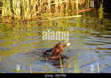 Biber mit einem Zweig und seine Umgebung. Stockfoto