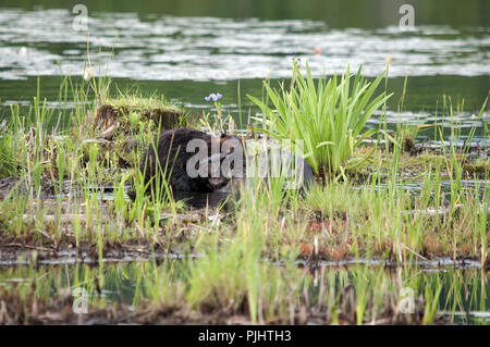 Biber und seine Umgebung. Stockfoto