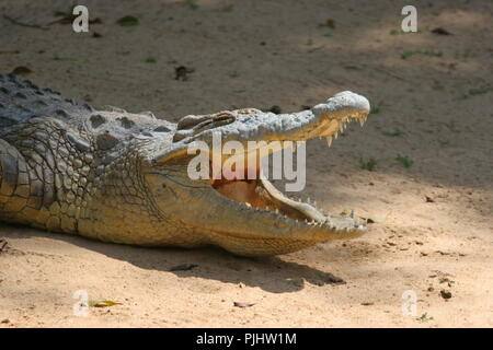 Ein Krokodil Kühlung selbst durch 'Mundes klaffende', an der Uganda Wildlife Education Centre (UWEC) Entebbe in Uganda. Stockfoto