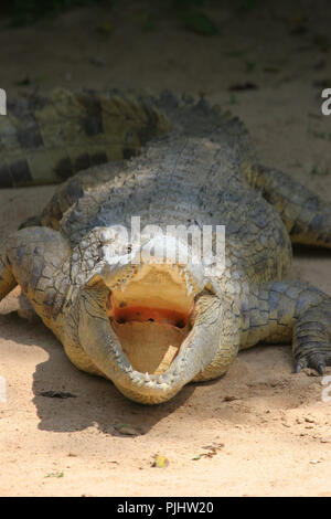 Ein Krokodil Kühlung selbst durch 'Mundes klaffende', an der Uganda Wildlife Education Centre (UWEC) Entebbe in Uganda. Stockfoto