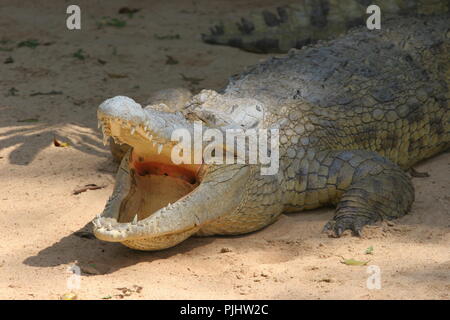 Ein Krokodil Kühlung selbst durch 'Mundes klaffende', an der Uganda Wildlife Education Centre (UWEC) Entebbe in Uganda. Stockfoto