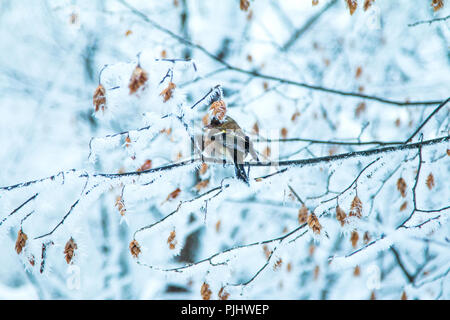 Gemeinsame Buchfink (Fringilla coelebs) sitzen auf Zweig im Winter im Naturpark Plitvice, Kroatien Stockfoto