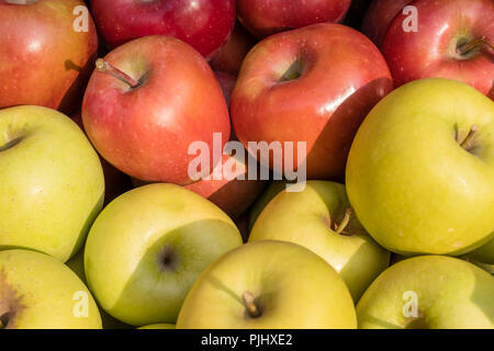 Golden Delicious und Gala Äpfel Stockfoto