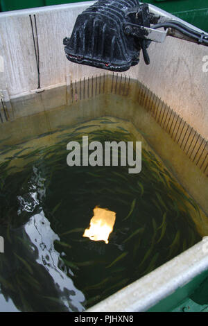 MSC-zertifizierte Weißer Thunfisch Troll und Pol&line Fischereiflotte in Getaria Hafen (Baskenland) Stockfoto