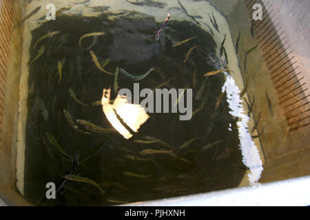 MSC-zertifizierte Weißer Thunfisch Troll und Pol&line Fischereiflotte in Getaria Hafen (Baskenland) Stockfoto