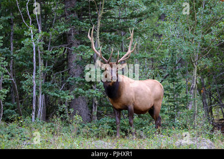 Wapiti Bull elk im grünen Wald mit Geweih im Rocky Mountain National Park, Colorado Stockfoto