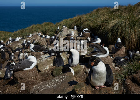 Schwarz der tiefsten Albatross (Thalassarche melanophrys) und Südlichen Rockhopper Pinguine (Eudyptes chrysocome) Nest zusammen in West Point Island. Stockfoto