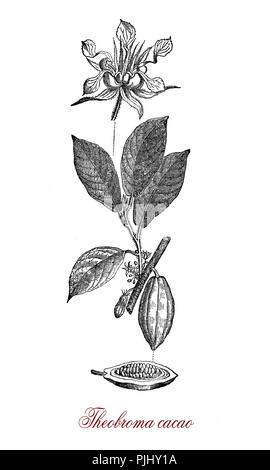 Vintage Gravur von cacao Bohne, Blume und Kakaobaum botanischen Morphologie. Ihren Samen, Kakaobohnen, verwendet werden Kakao Masse, Kakaopulver und Schokolade. Stockfoto