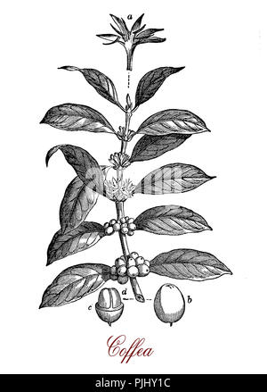 Vintage Print von Coffea Kaffee Pflanze botanische Morphologie: Blätter, Blüten und Beeren mit 2 Kaffeebohnen. Stockfoto