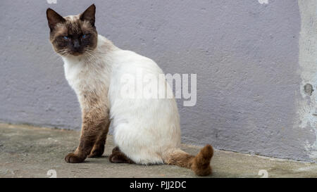 Eine Siamesische Katze auf der Straße Stockfoto