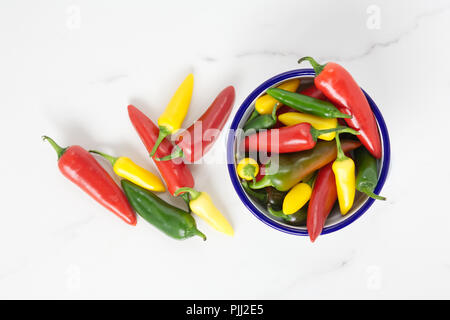 Capsicum annuum. Chili Ernte. Stockfoto