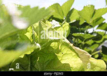 Grünes Blatt gegen lhe Licht mit Zellstruktur Stockfoto